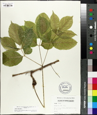 Aralia nudicaulis image