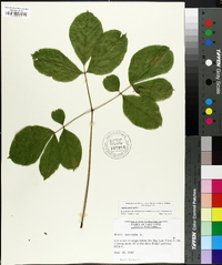 Aralia nudicaulis image