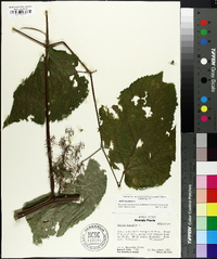 Aralia racemosa image