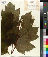 Fatsia horrida image