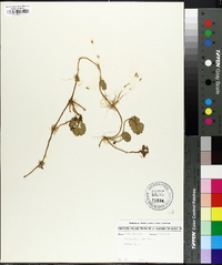 Hydrocotyle bonariensis image