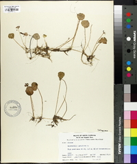 Hydrocotyle umbellata image