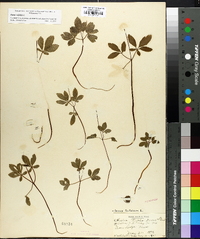 Panax trifolium image