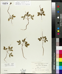 Panax trifolium image