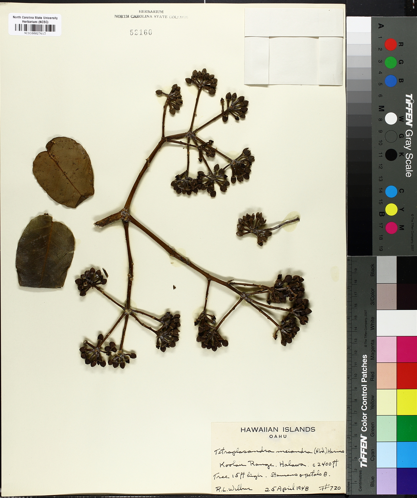 Tetraplasandra meiandra image