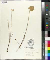 Centella asiatica image