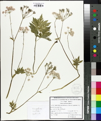 Chaerophyllum hirsutum image