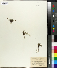 Cymopterus bipinnatus image