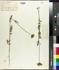 Daucus pusillus image