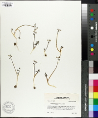 Erigenia bulbosa image