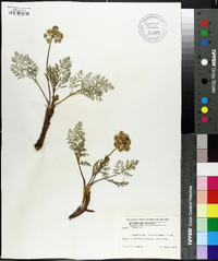 Lomatium daucifolium image