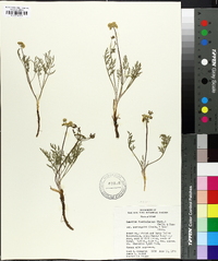 Lomatium foeniculaceum subsp. macdougalii image