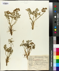 Lomatium foeniculaceum subsp. macdougalii image