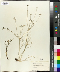 Lomatium tenuissimum image