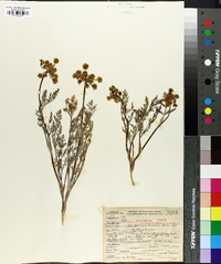 Lomatium utriculatum image