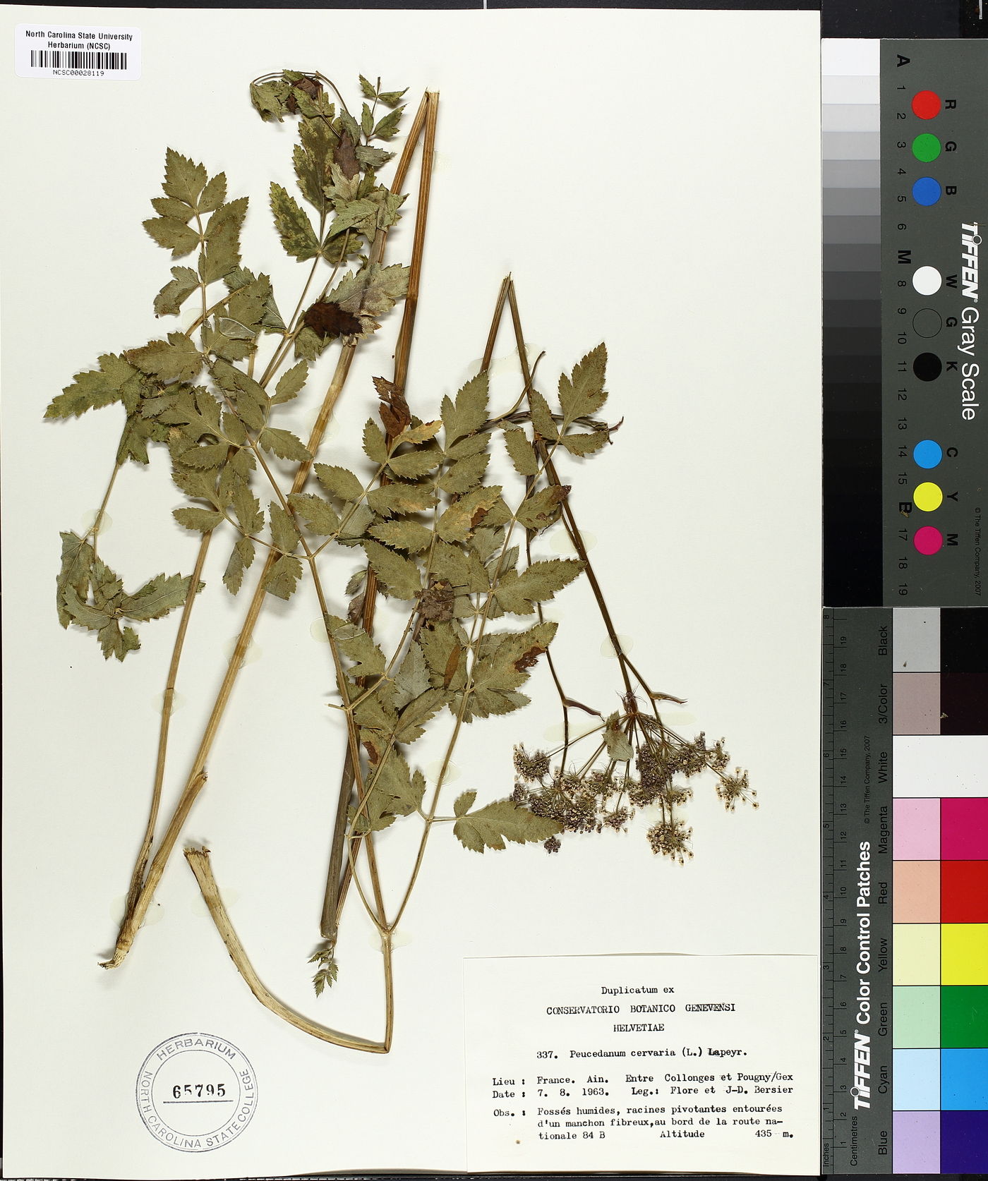 Peucedanum cervaria image