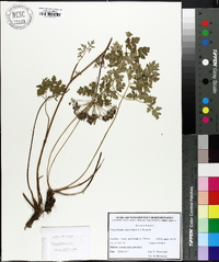 Peucedanum oreoselinum image