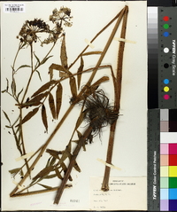 Sium cicutaefolium image