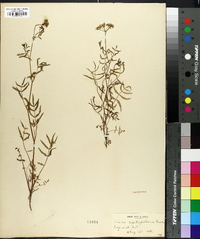 Sium cicutaefolium image