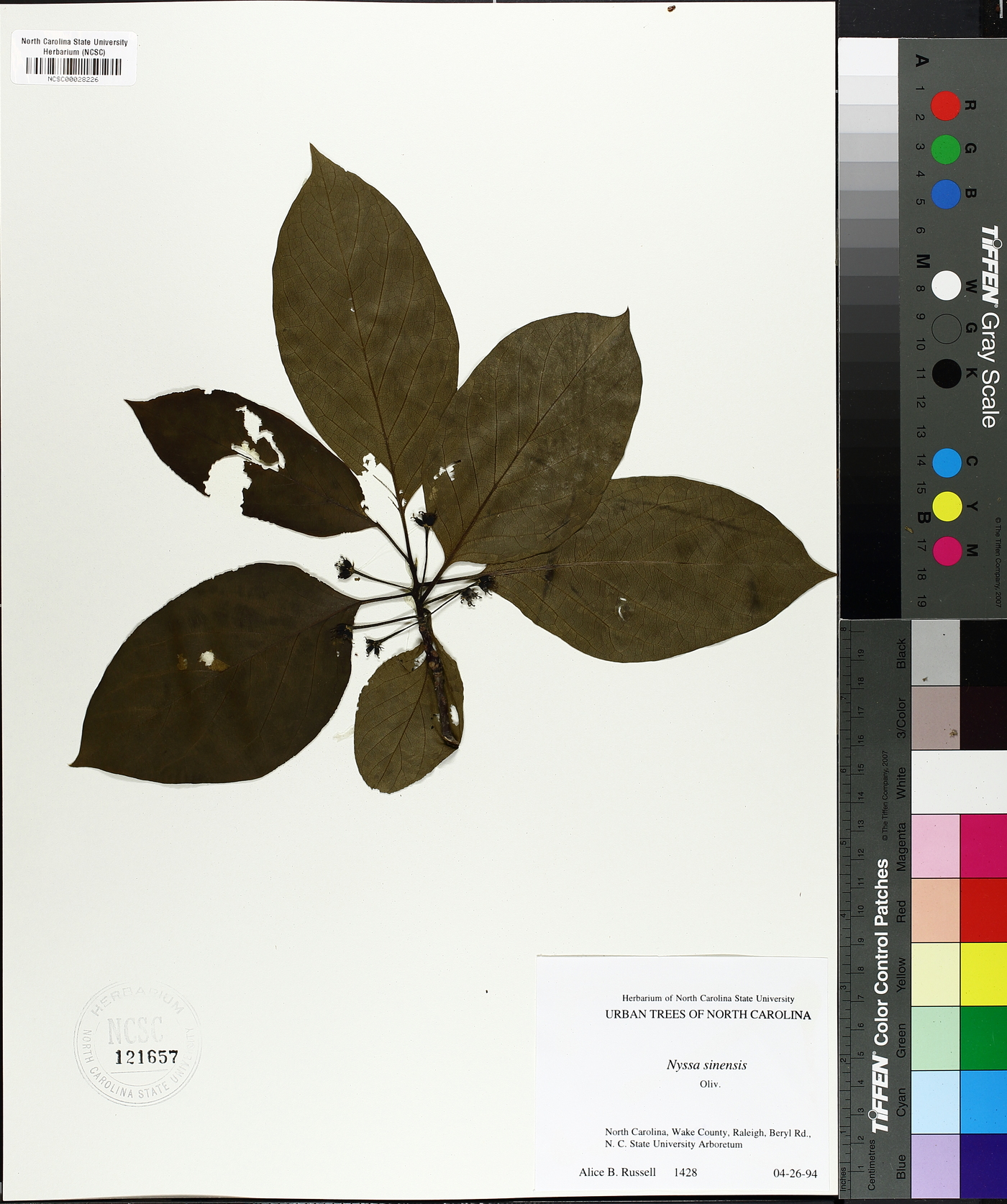 Nyssa sinensis image