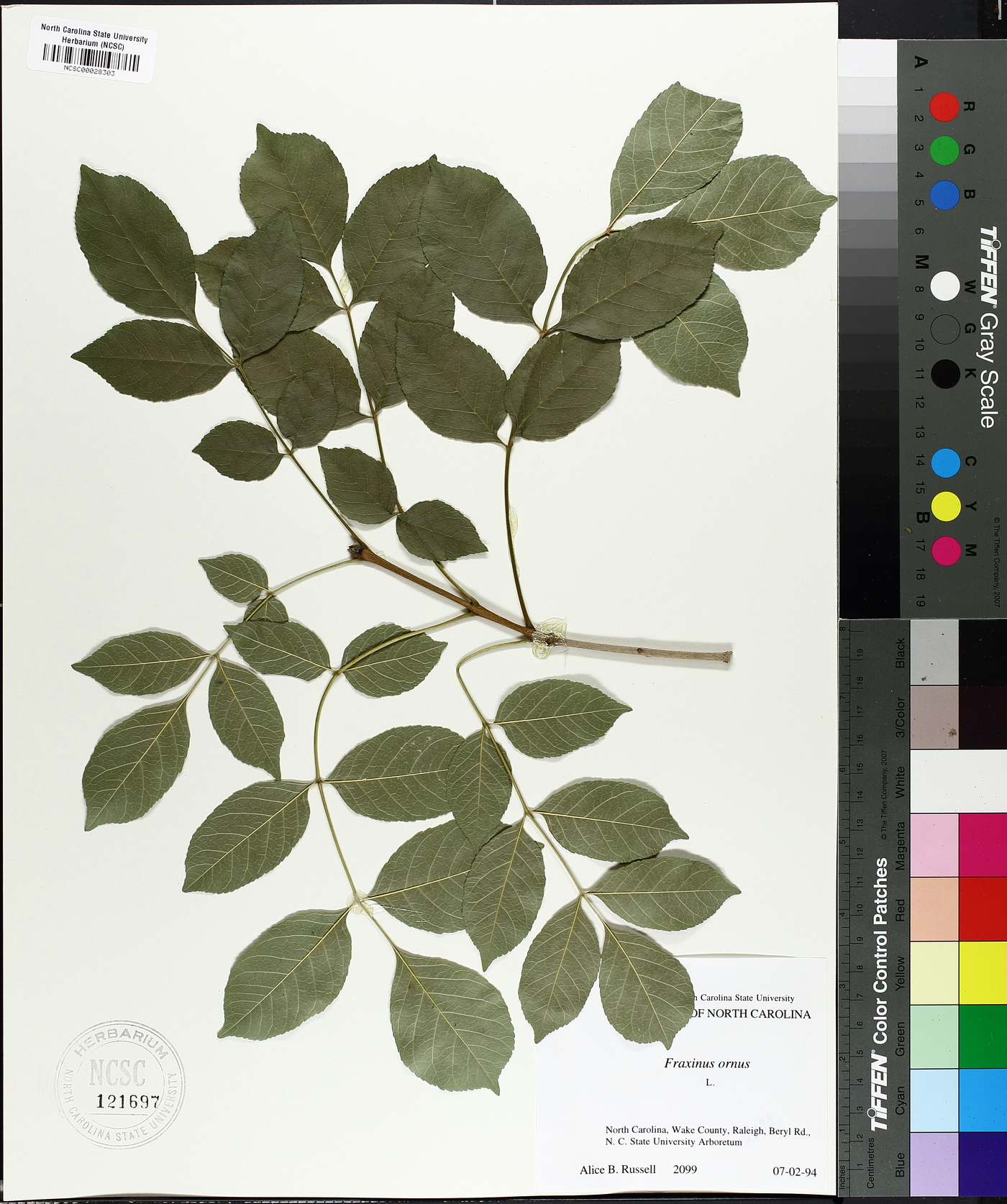 Fraxinus ornus image