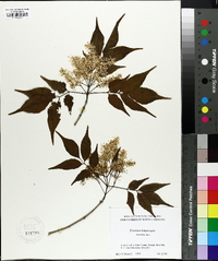 Fraxinus longicuspis image