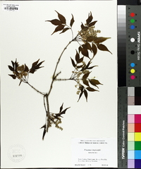 Fraxinus longicuspis image