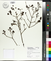 Fraxinus sieboldiana image