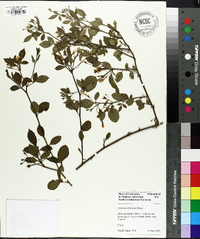 Jasminum floridum image