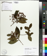 Ardisia crenata image