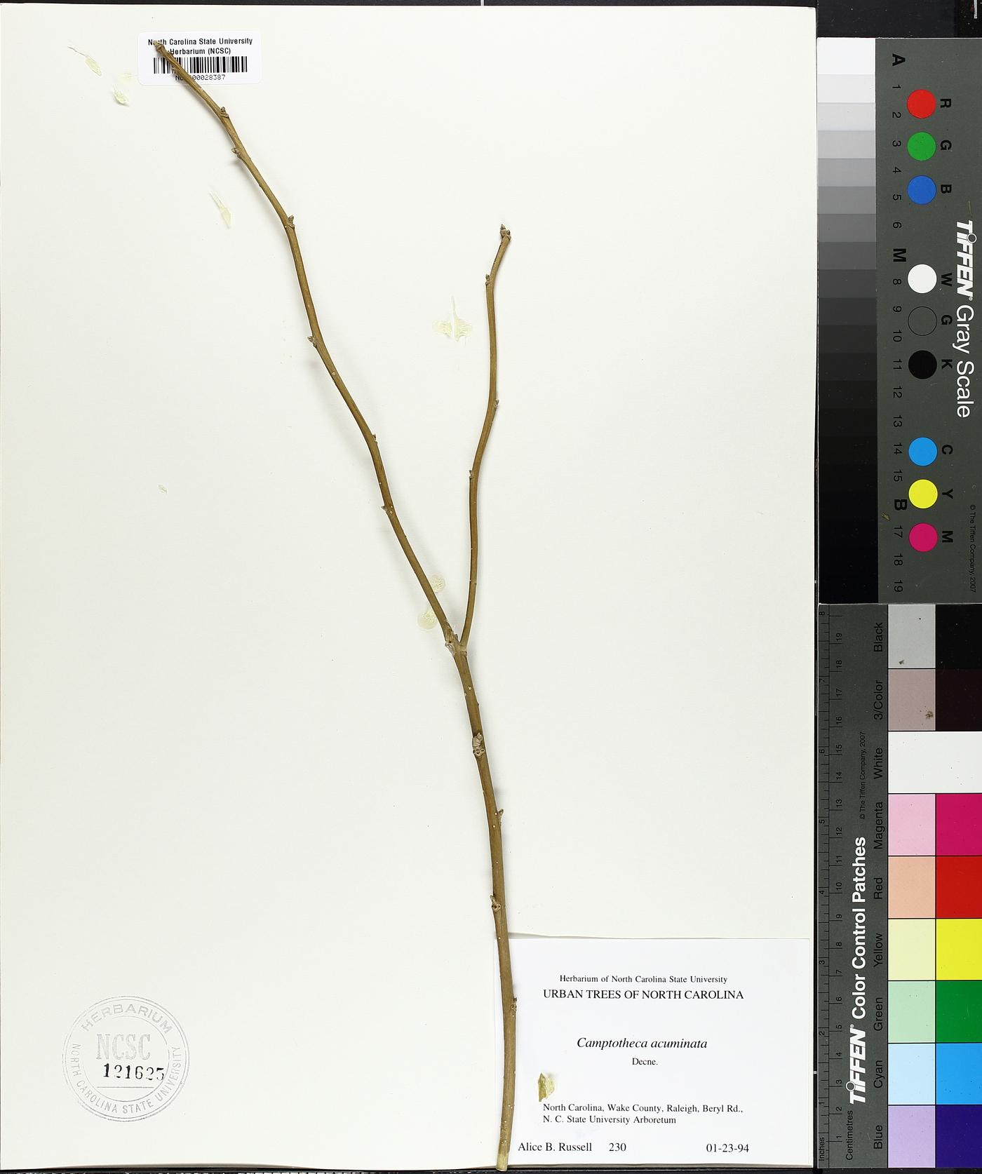 Camptotheca acuminata image