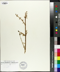 Forsythia ovata image