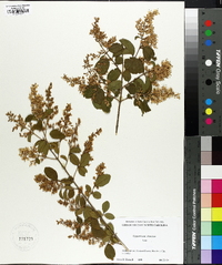 Ligustrum sinense image