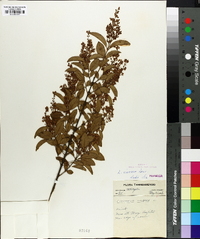 Ligustrum sinense image