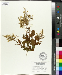 Ligustrum vulgare image