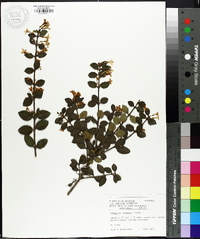 Osmanthus delavayi image