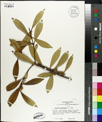 Osmanthus americanus image