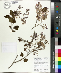 Syringa oblata subsp. dilatata image