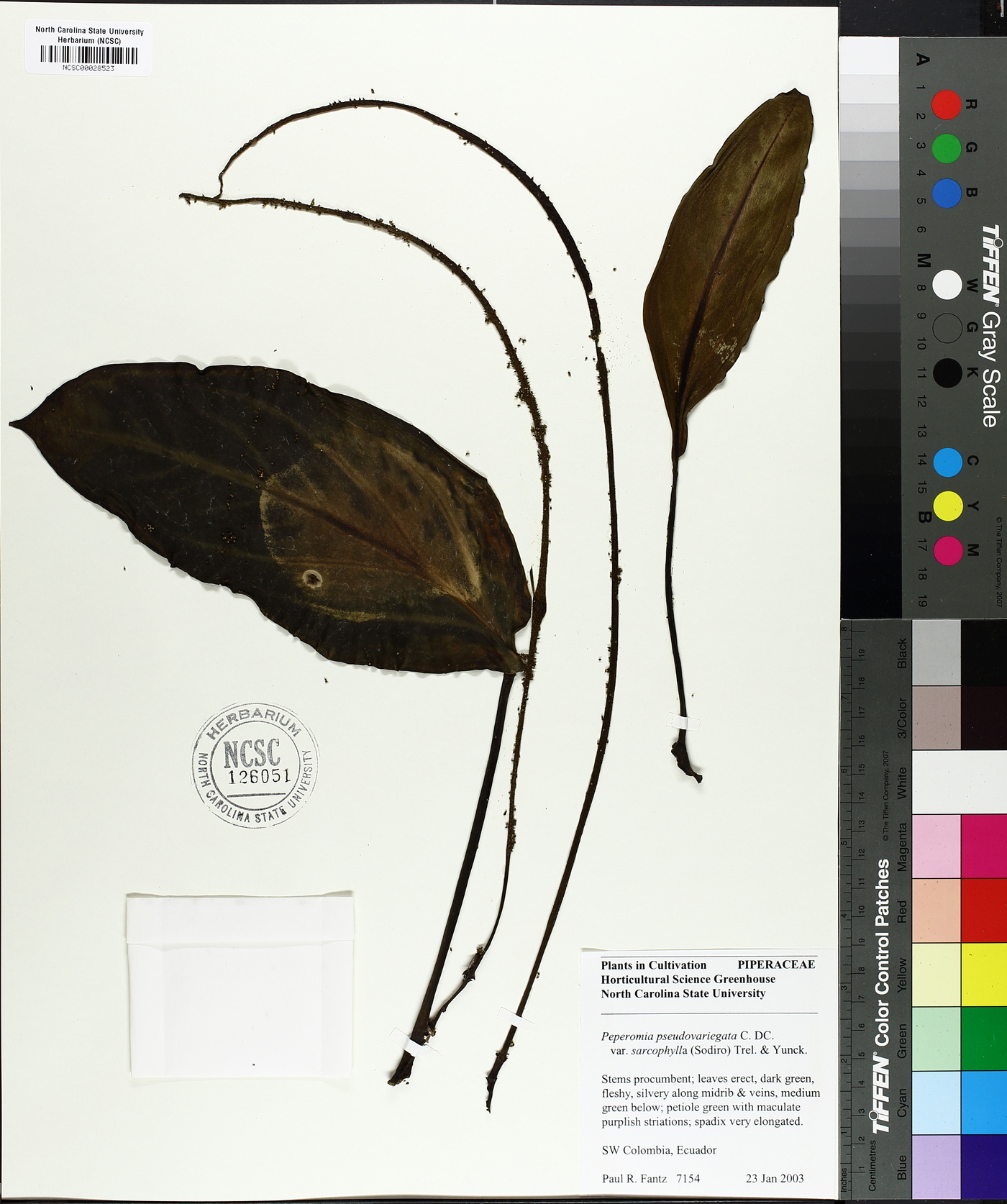 Peperomia pseudovariegata image