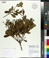 Pittosporum tobira image