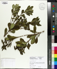 Pittosporum tobira image