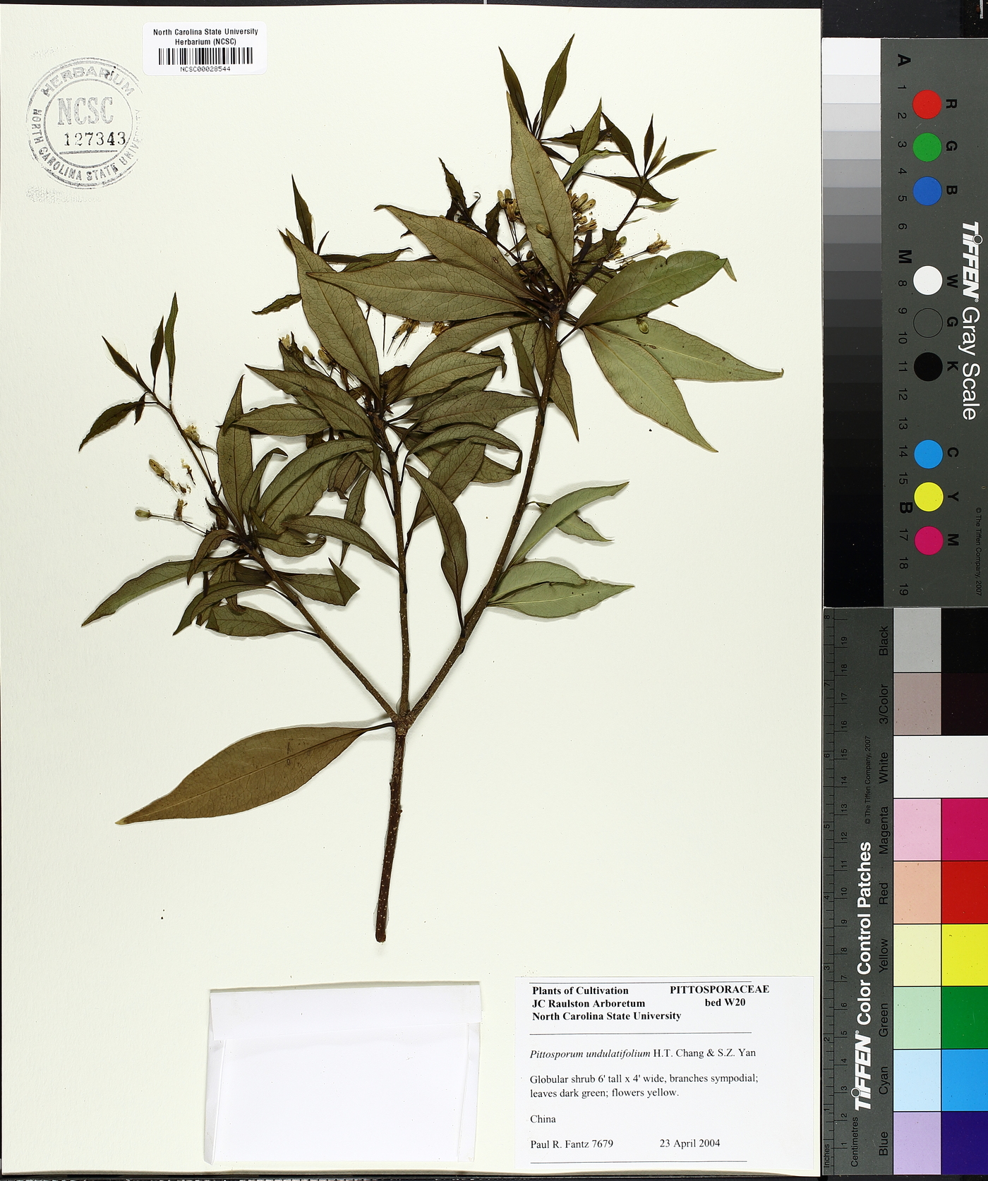 Pittosporum undulatifolium image