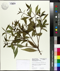 Pittosporum undulatifolium image
