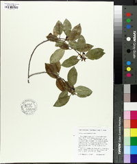 Pittosporum tenuifolium image