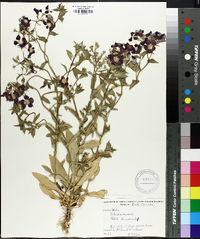 Phlox drummondii image