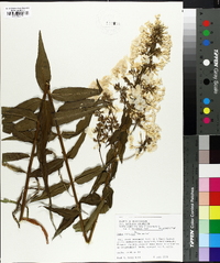 Phlox maculata image