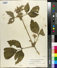 Clematis heracleifolia image