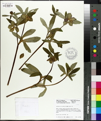 Helleborus dumetorum subsp. atrorubens image