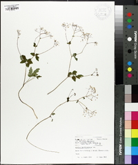 Thalictrum kiusianum image