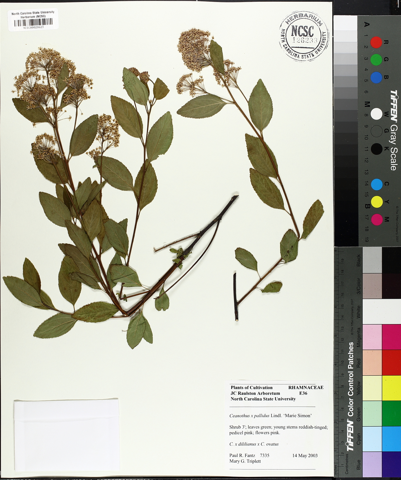 Ceanothus x pallidus image